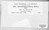 Sporisorium reilianum image